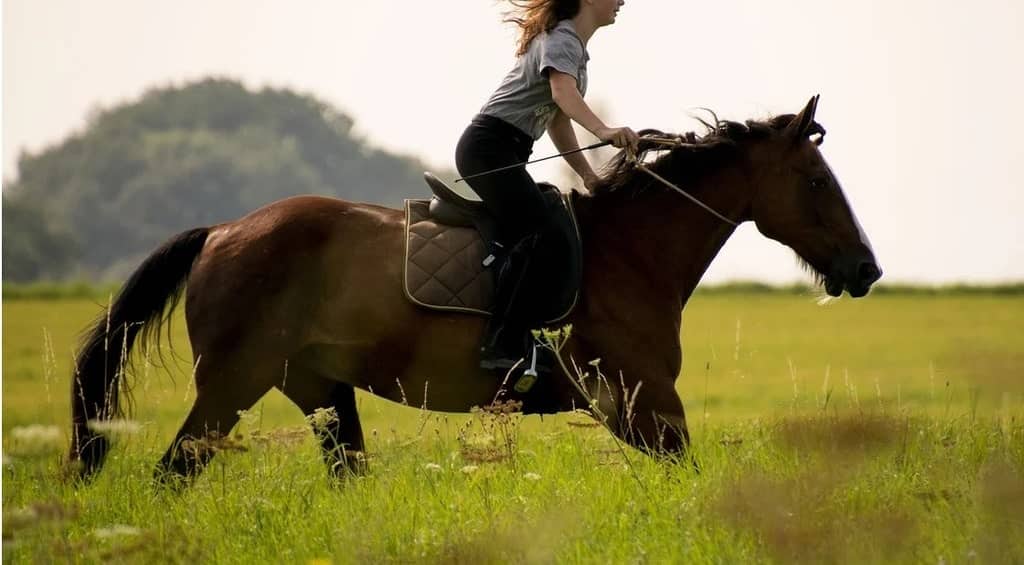 Quels sont les muscles qui sont travaillés quand on fait du cheval ?