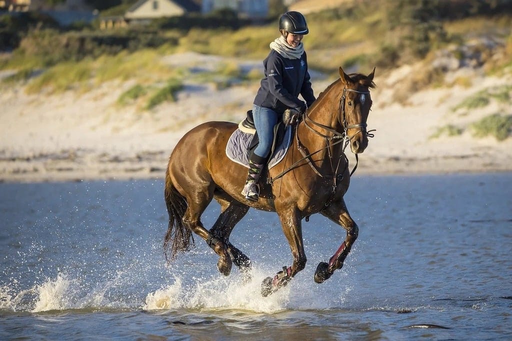 Quels sont les muscles qui sont travaillés quand on fait du cheval ?