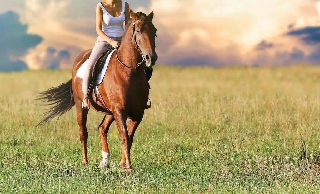 Comment faire de l’équitation ?