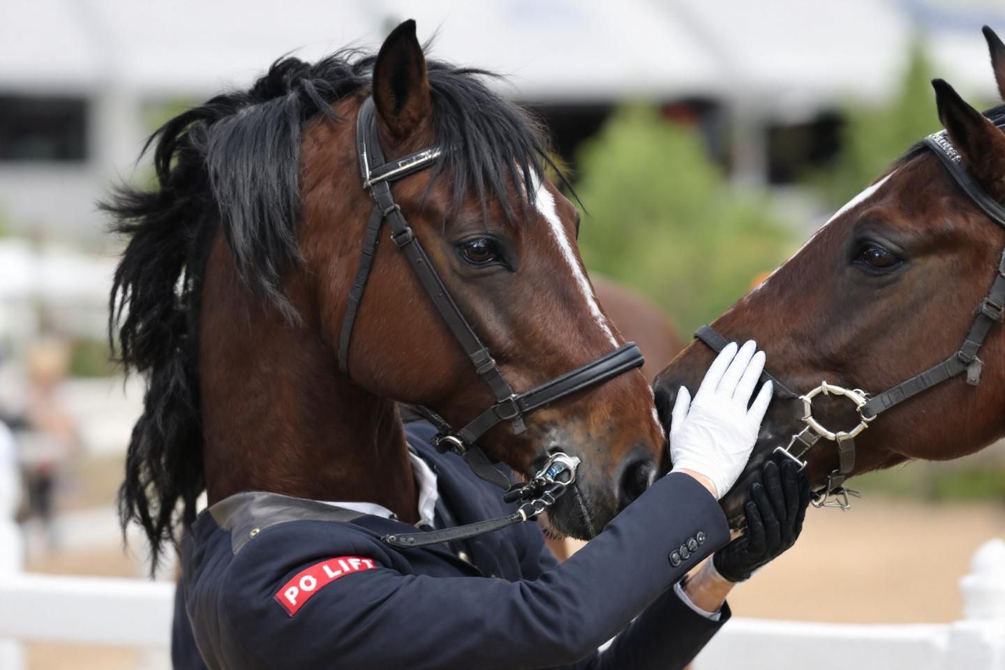 Découverte de l’equifeel : renforcer la complicité avec son cheval à travers le jeu